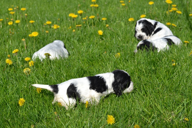 Vrh H a CH 34-Chessy.JPG